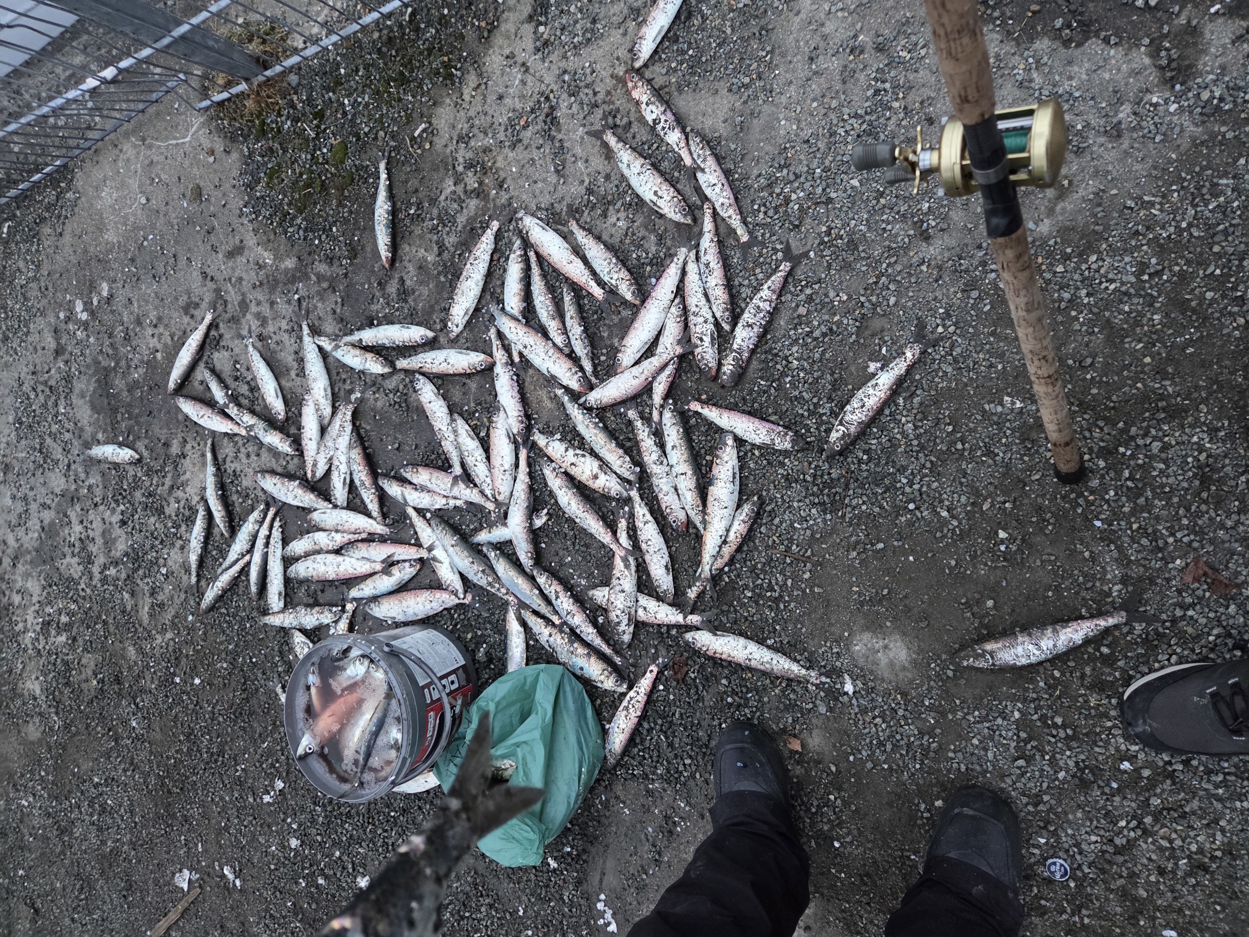 Sildefiske Ilsvika 9. mars 2026