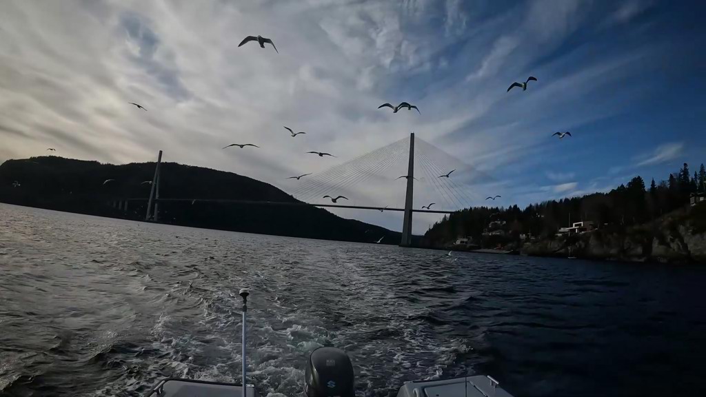 Godt tegn - Måker følger båt