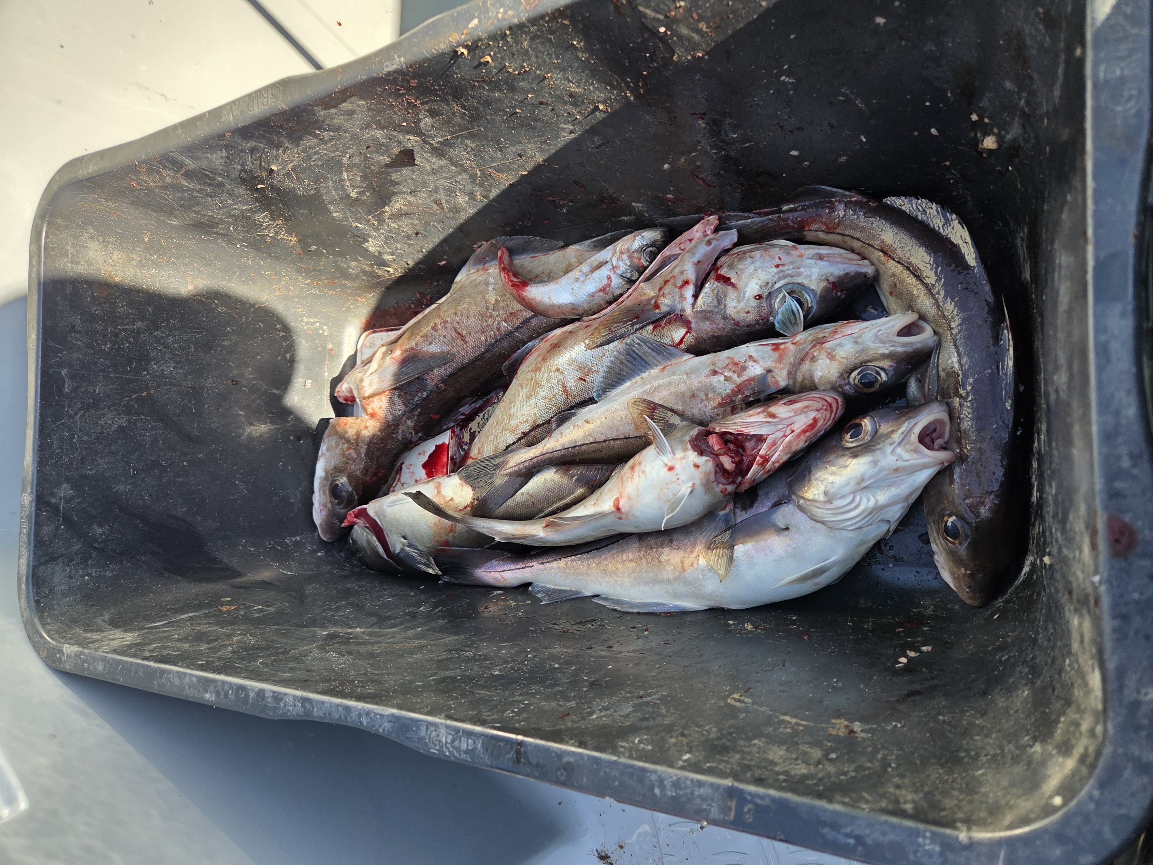 8 Hyse, 1 Sei og 2 Sypike