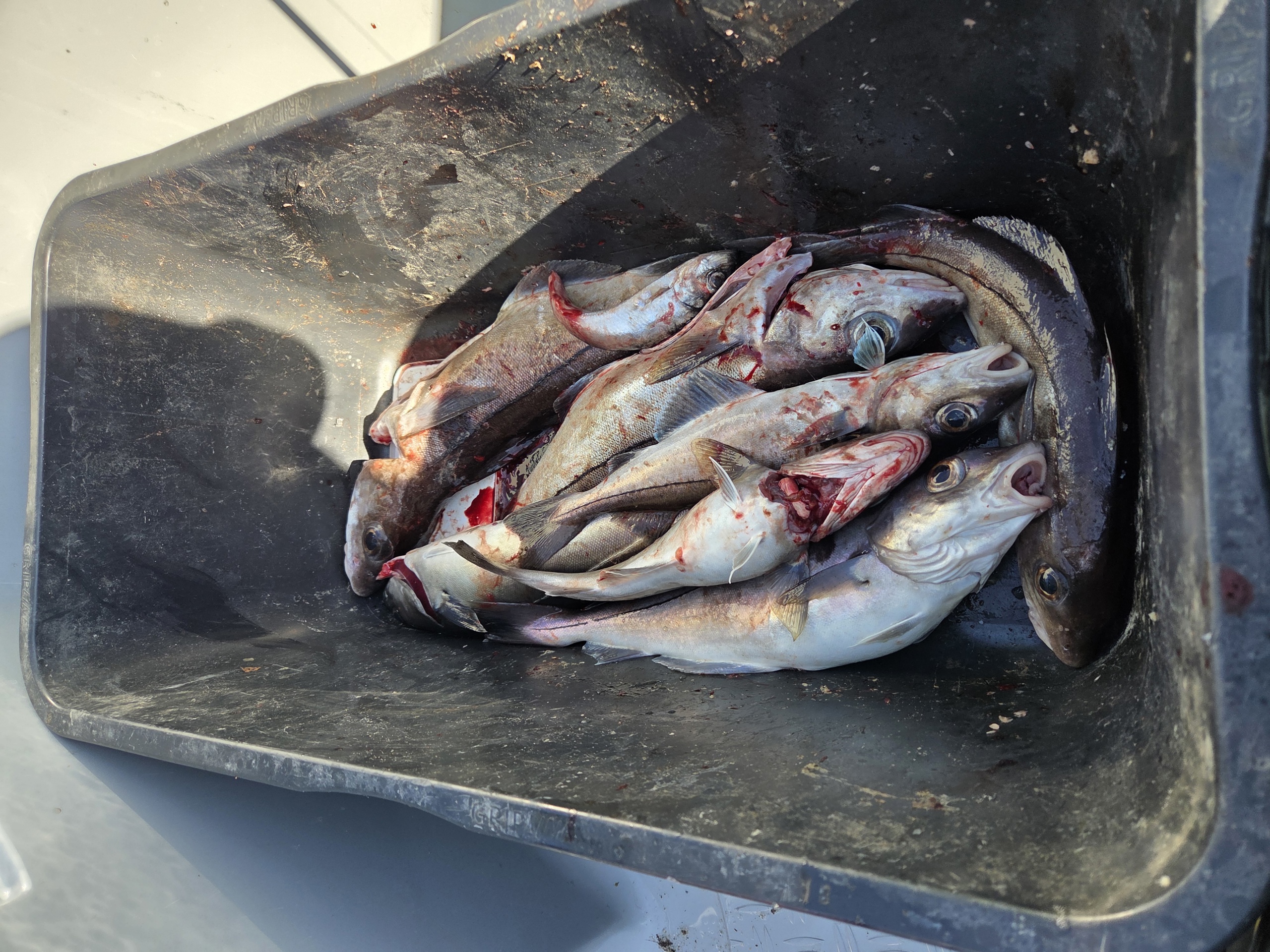 8 Hyse, 1 Sei og 2 Sypike